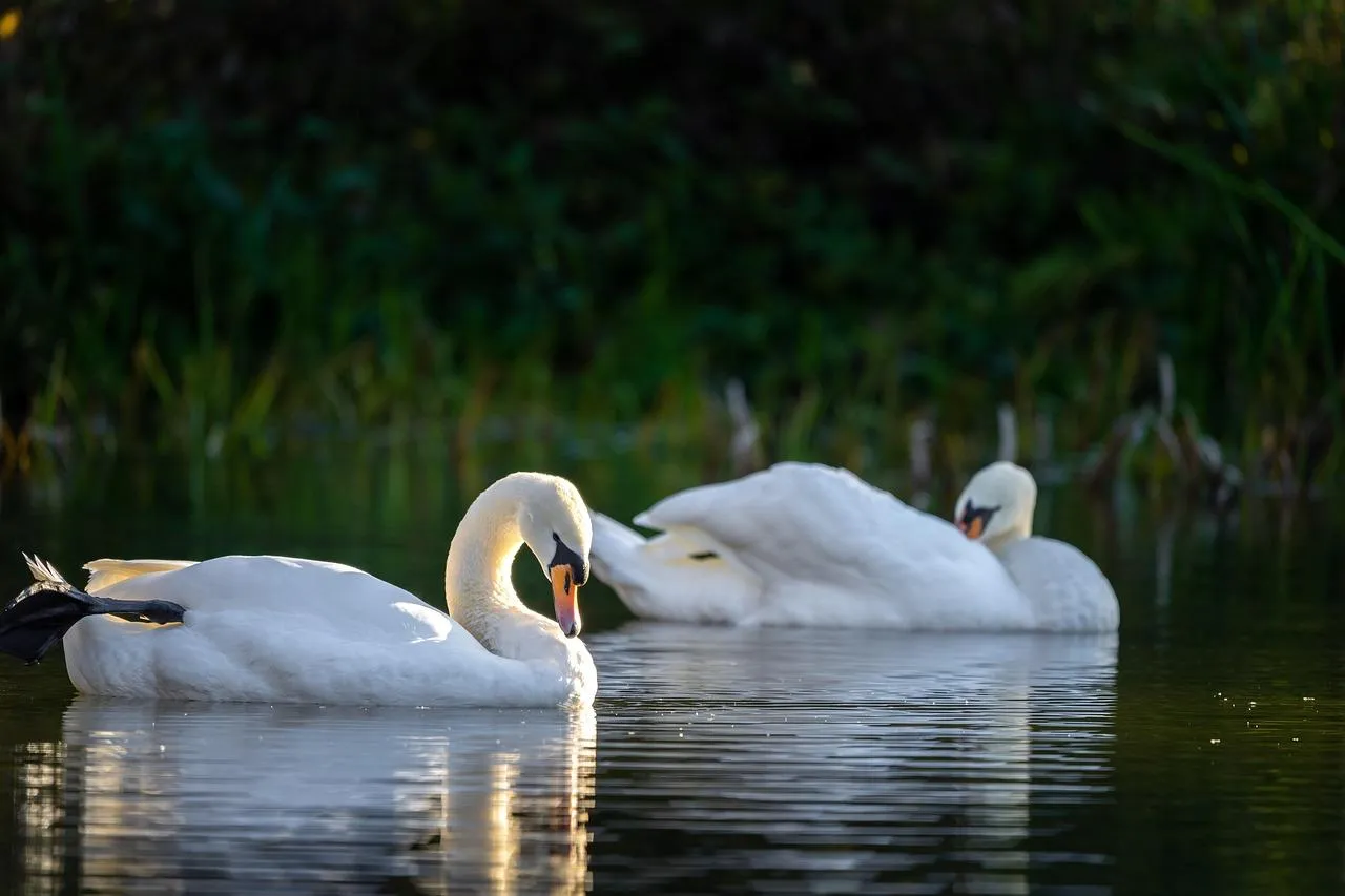 Swans Swimming Gracefully in a Quiet Forest Lake Wallpaper