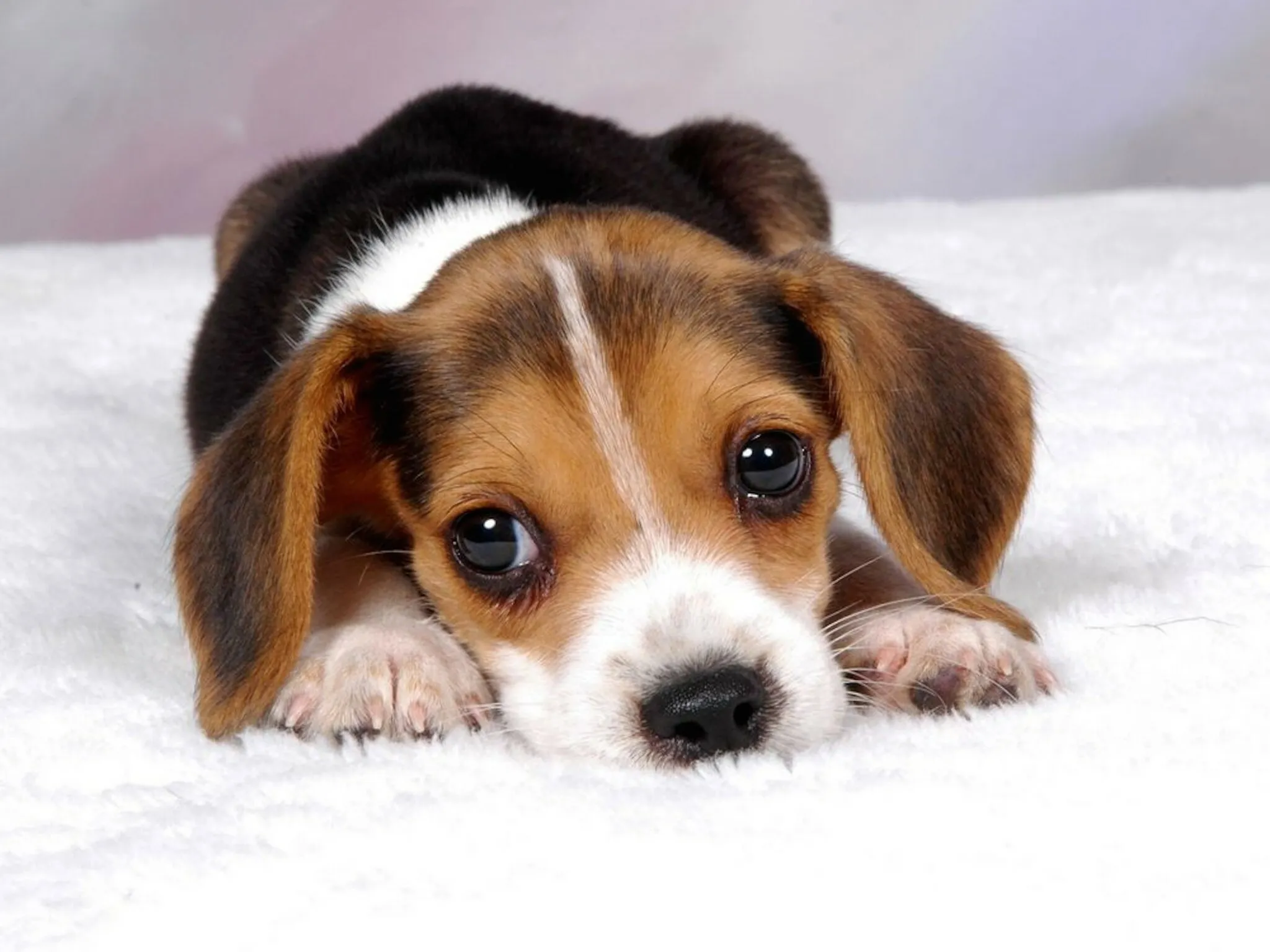 Sweet Beagle Puppy Resting with Big Eyes on a White Bed