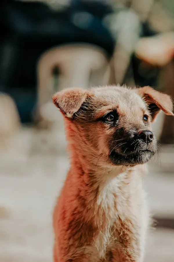 Sweet Brown Puppy Staring Upward in Warm Afternoon Wallpaper