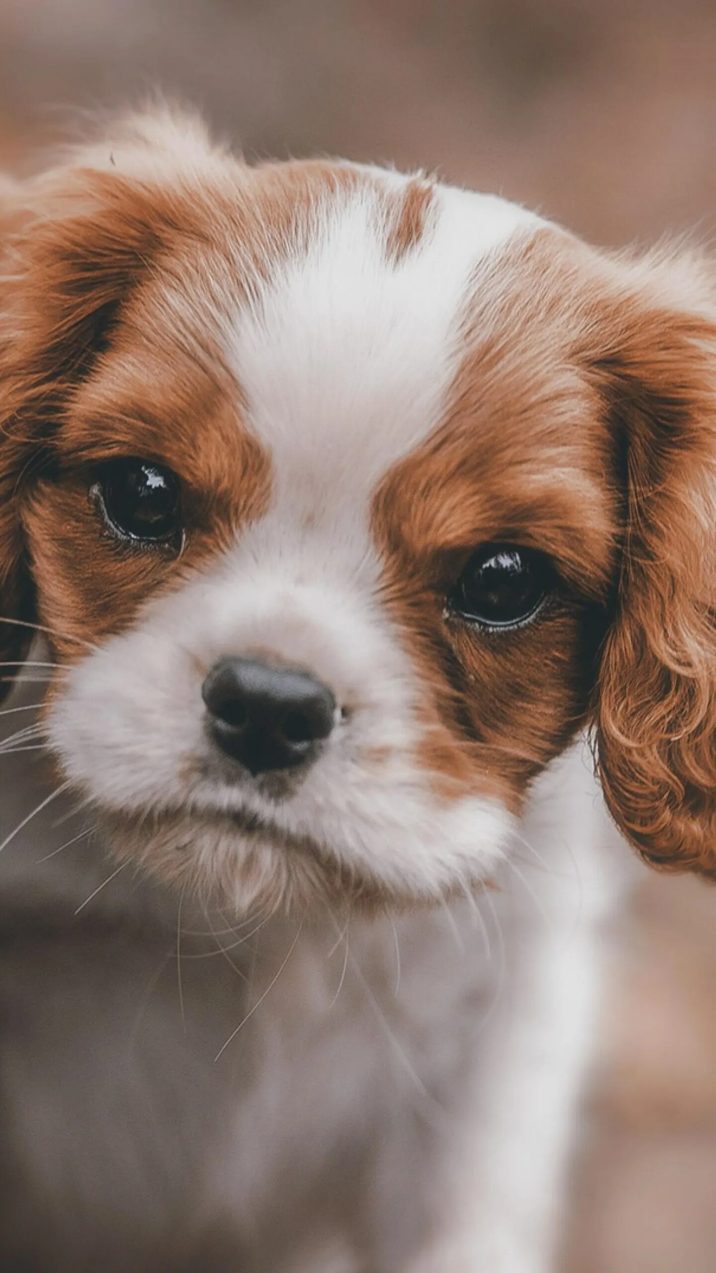 Sweet Cavalier King Charles Spaniel Puppy Close Up Portrait