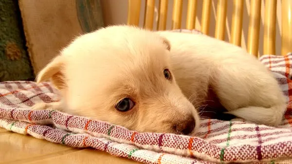 Sweet Light Coloured Puppy Resting on a Colourful Blanket