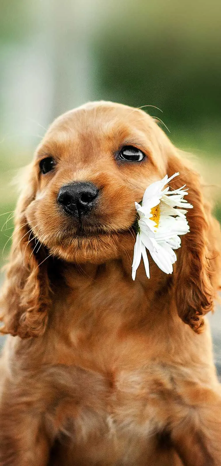 Sweet Puppy with Floppy Ears Holding a Daisy in its Mouth