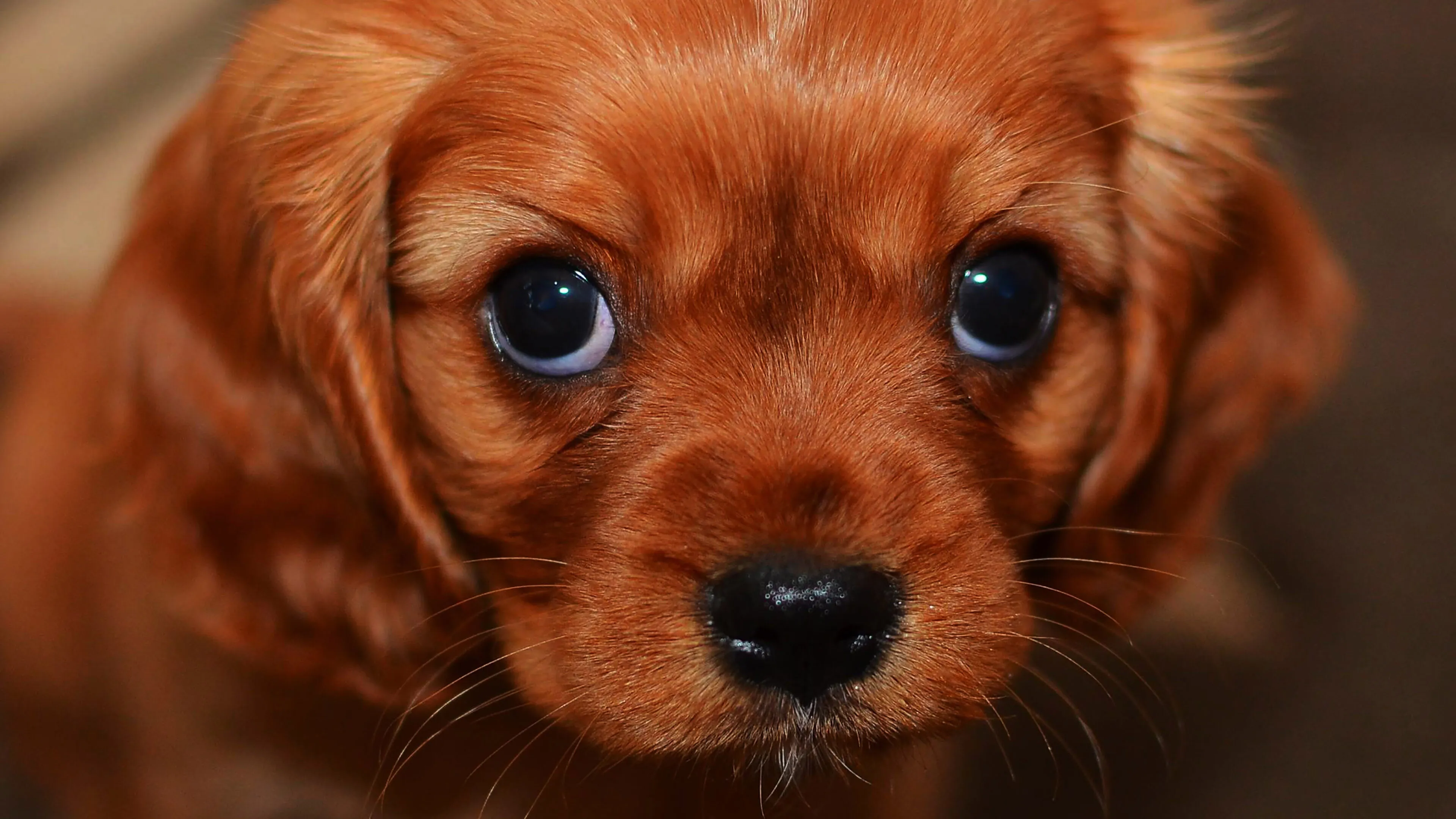 Sweet Reddish Puppy with Big Round Eyes Looking Wallpaper
