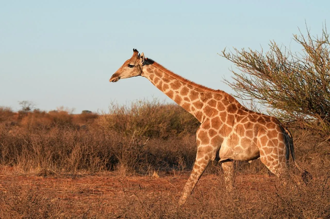 Tall Giraffe Grazing Leaves from Tree Tops in Savannah