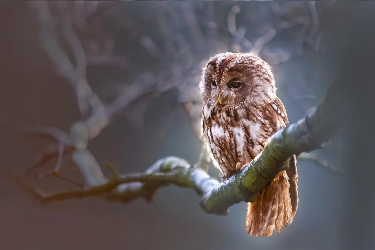Tawny Owl Resting on Branch at Night free Wallpaper