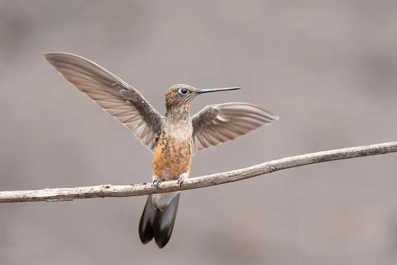 Tern Bird Flying Over Water Surface free Wallpaper