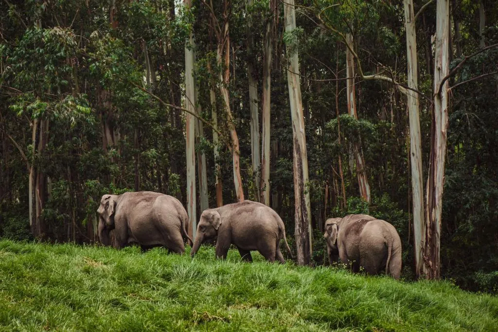 Three Asian Elephants Walking Through Forest Wallpaper