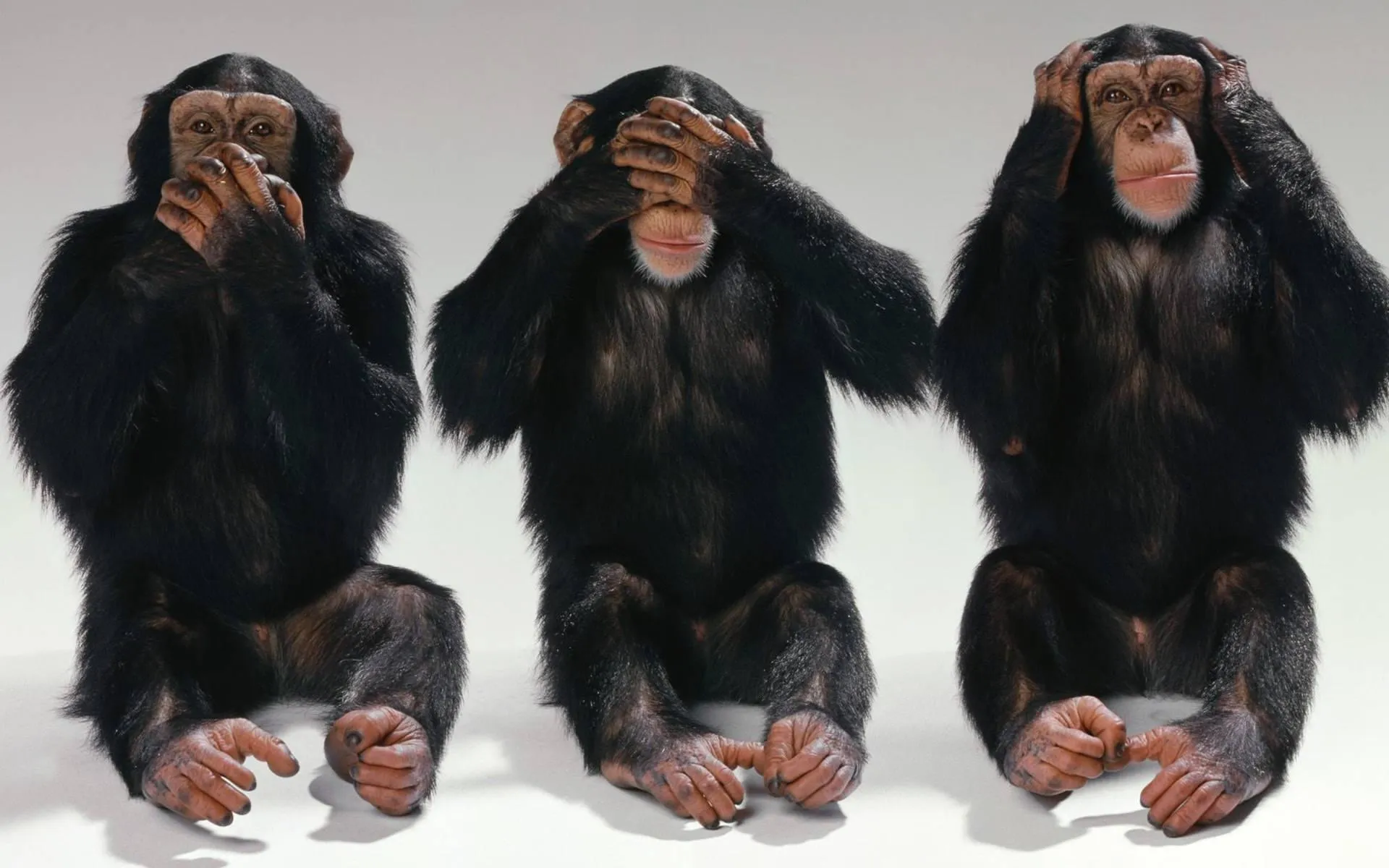 Three chimpanzees sitting together in the wild Wallpaper