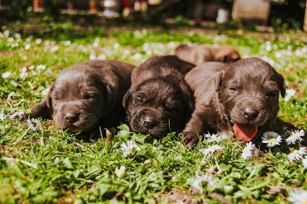 Three Chocolate Labrador Puppies Lying on a Green Grass
