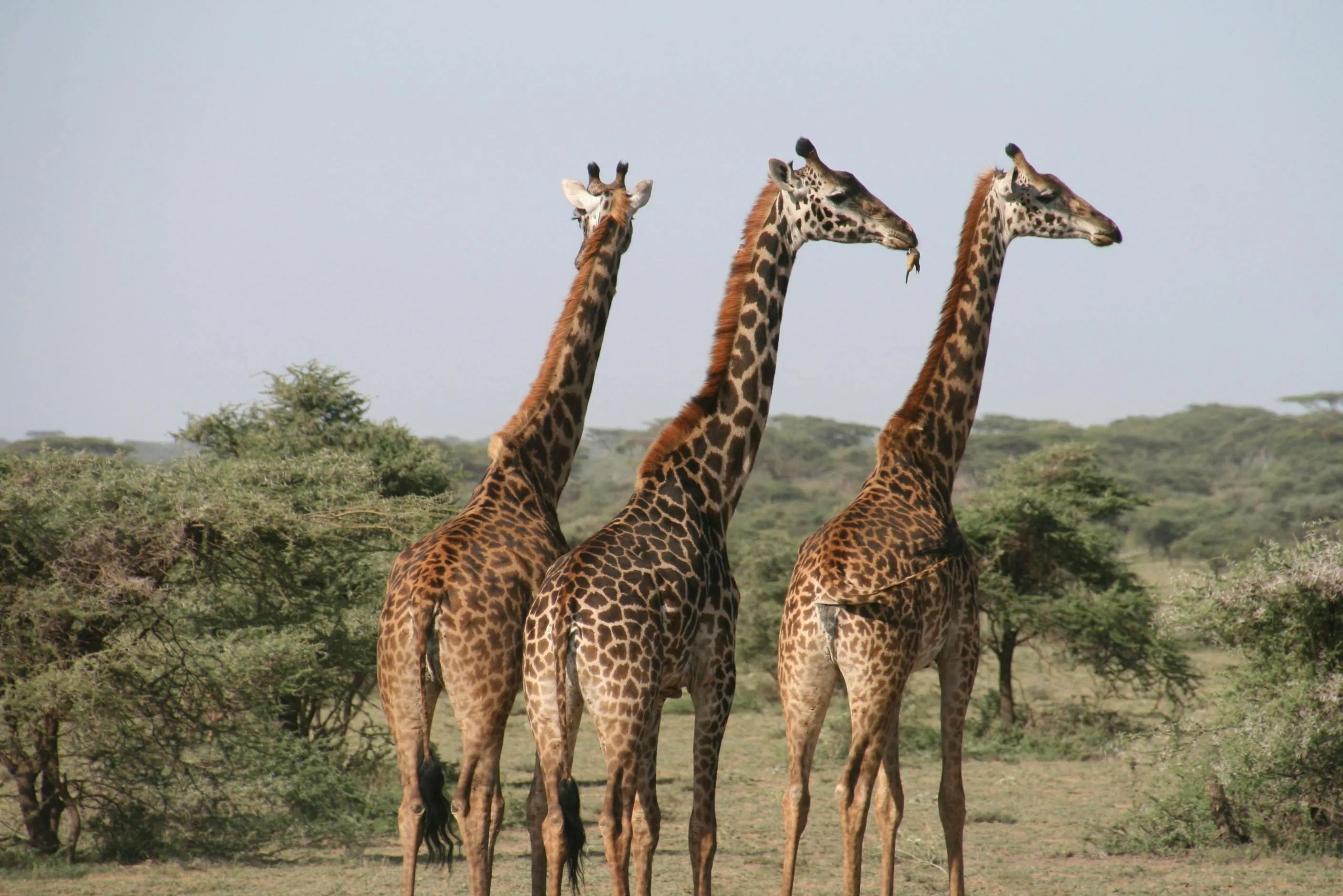 Three Giraffes Walking in Open Savannah free Wallpaper