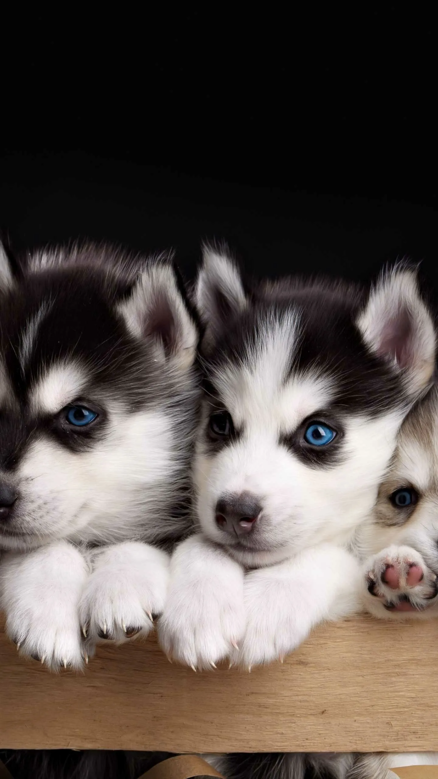 Three Husky Puppies with Bright Blue Eyes Resting Together