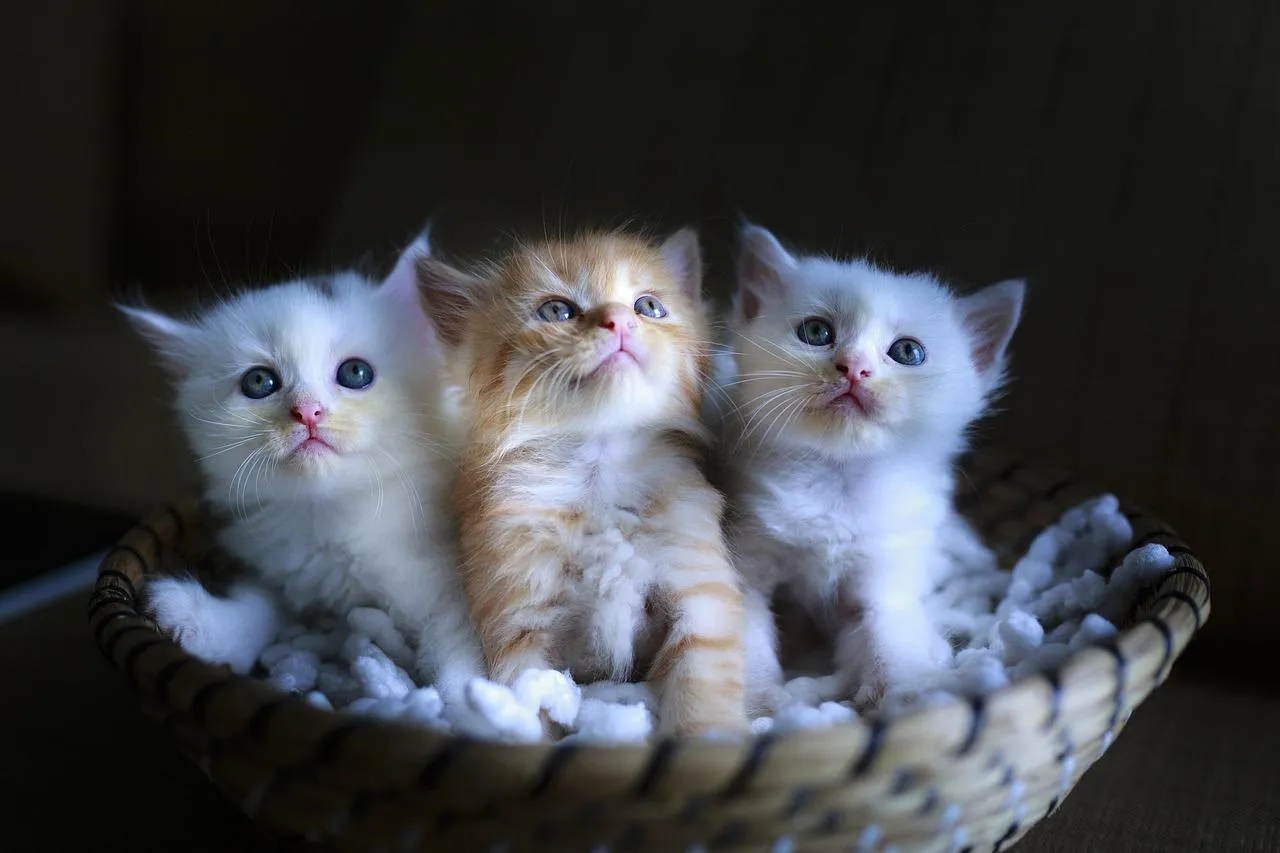 Three white Cat cubs snuggled together in the dark