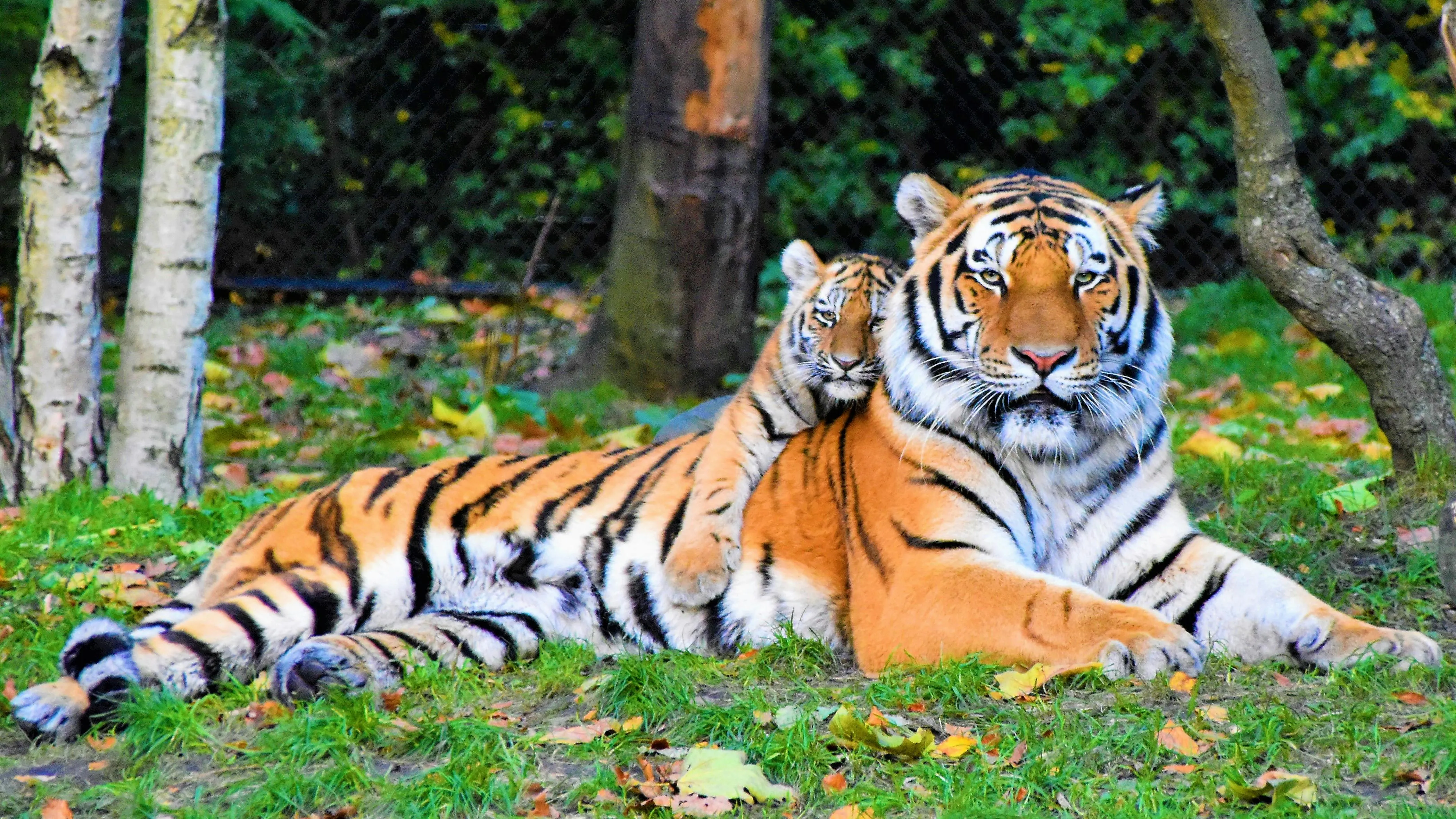 Tiger and Cub Relaxing Together on Green Grass Outdoors