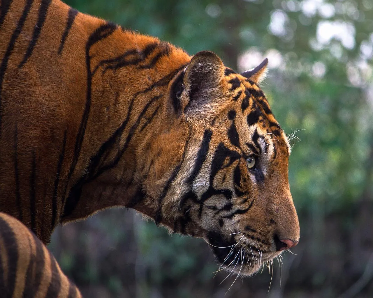 Tiger baring teeth showing intense wild expression