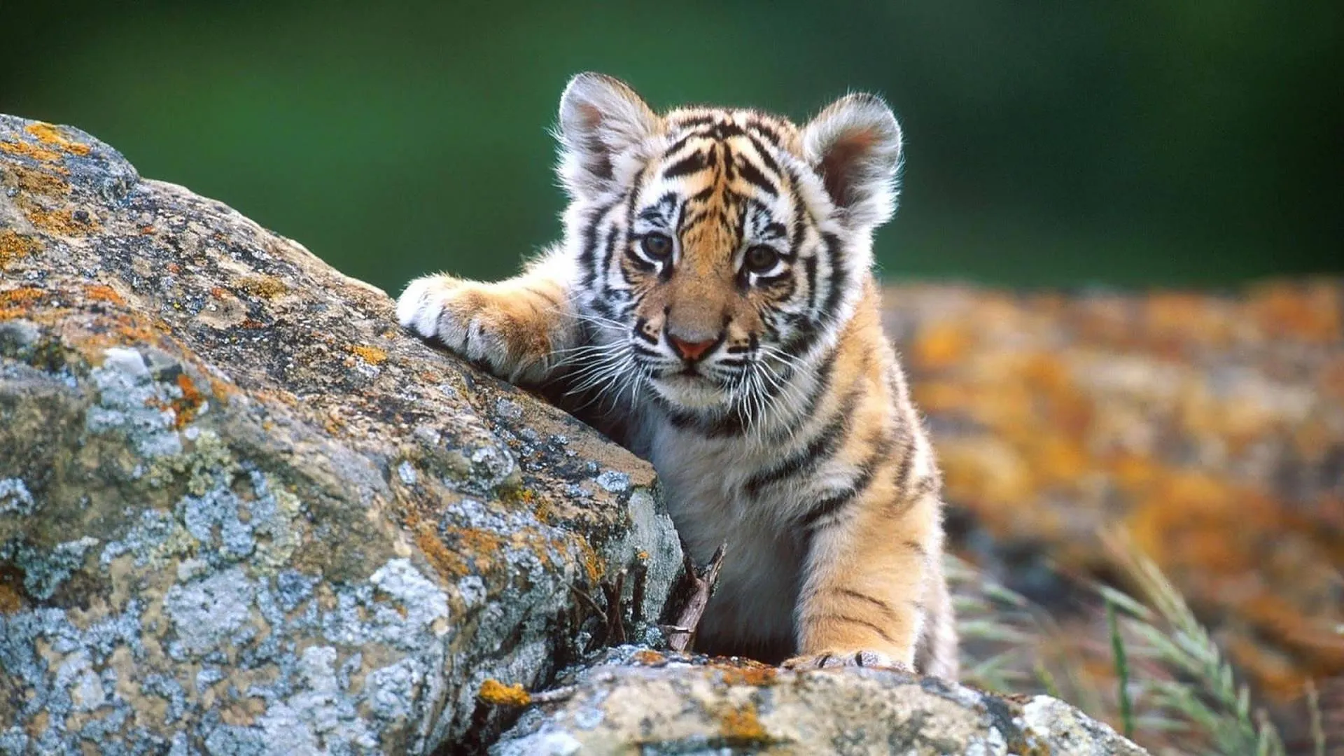 Tiger Cub Relaxing on Fallen Tree Branch in Zoo Wallpaper