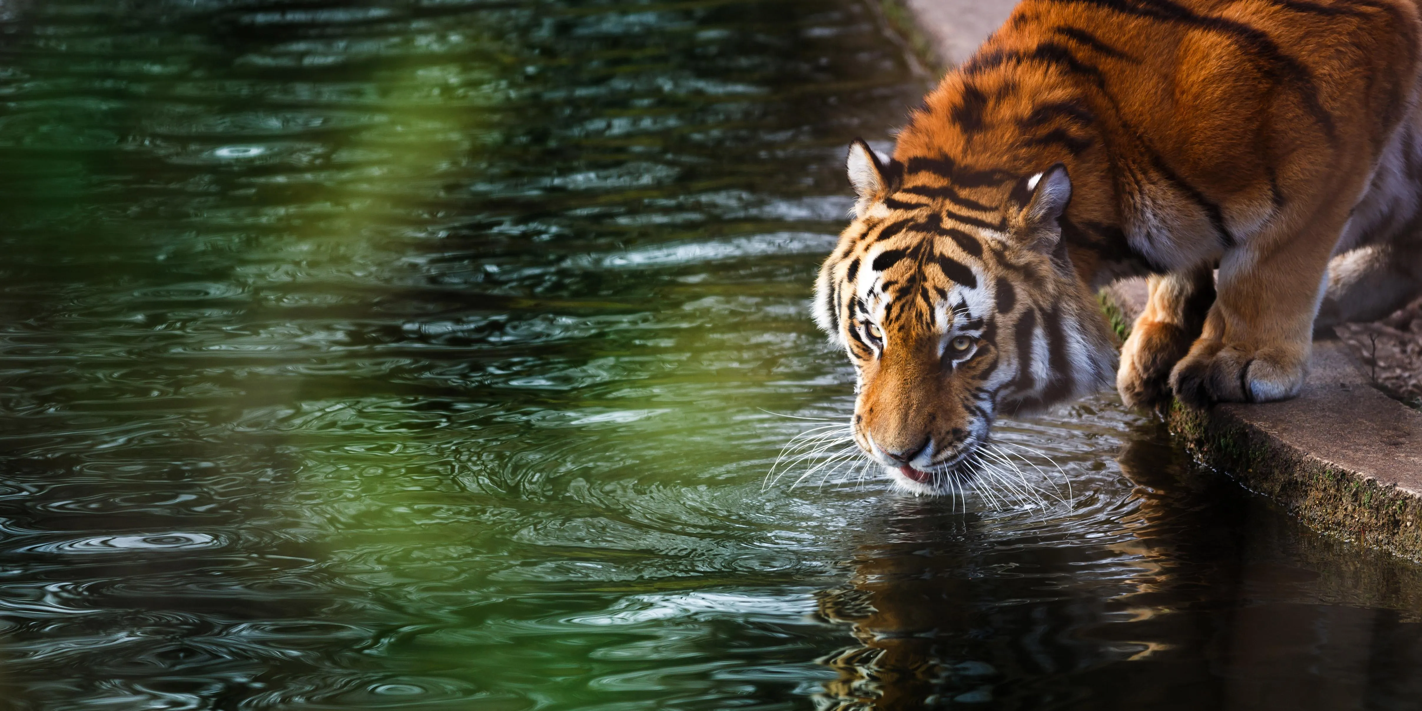 Tiger Drinking Water Calmly at Riverbank in Forest