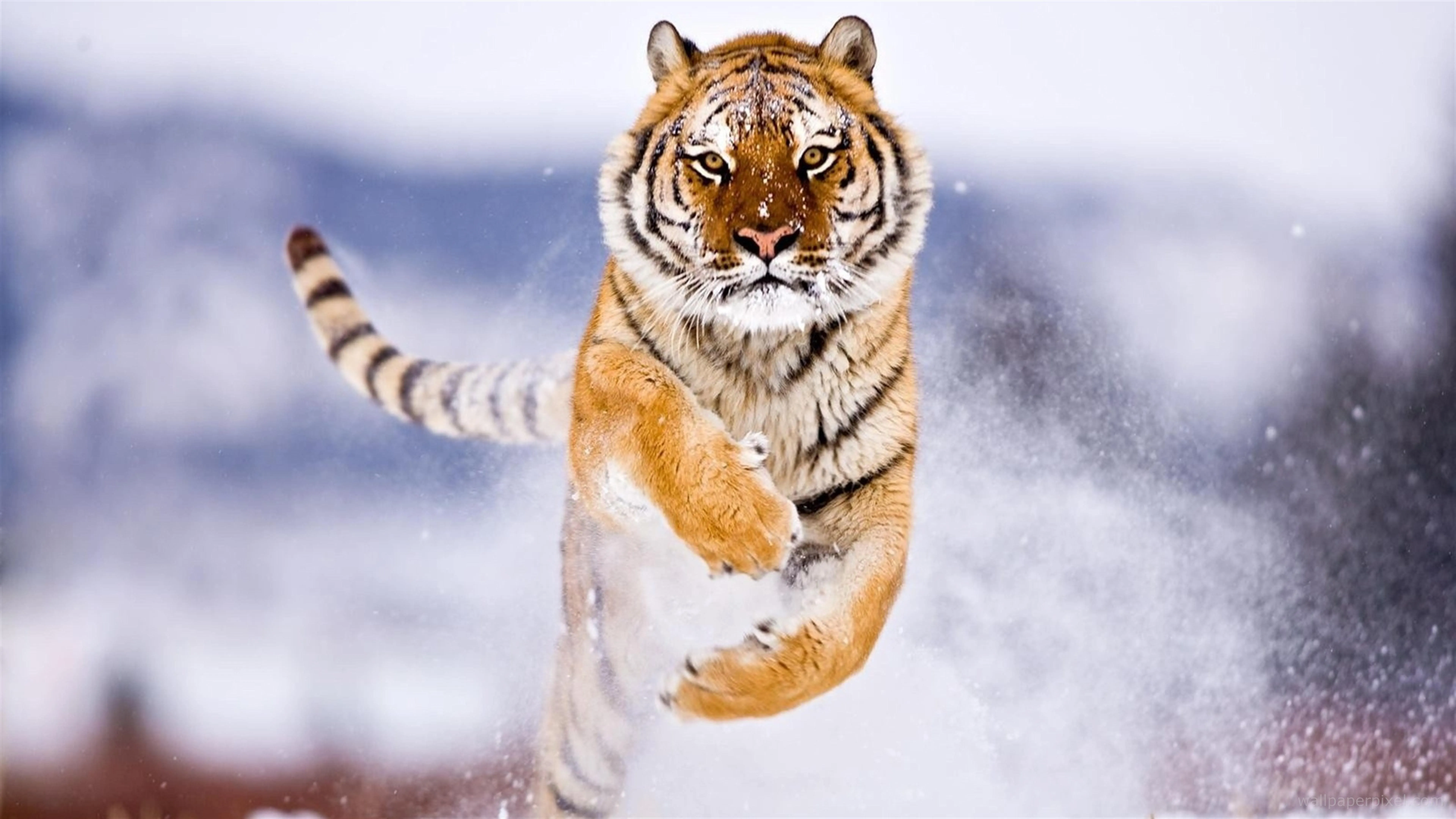 Tiger Jumping Powerfully through Snowy Winter Landscape