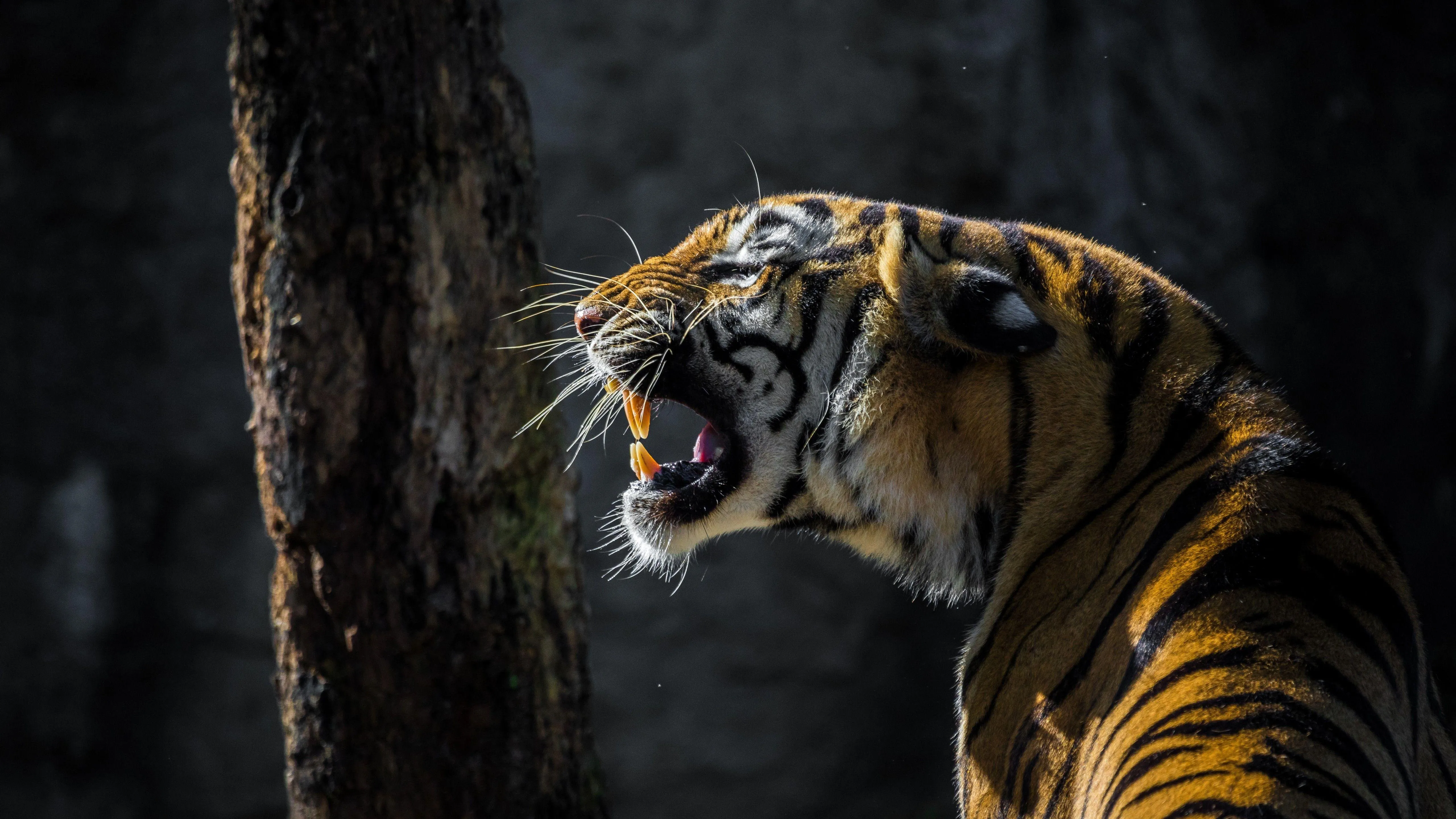 Tiger Looking Fierce in Low Light Forest Environment
