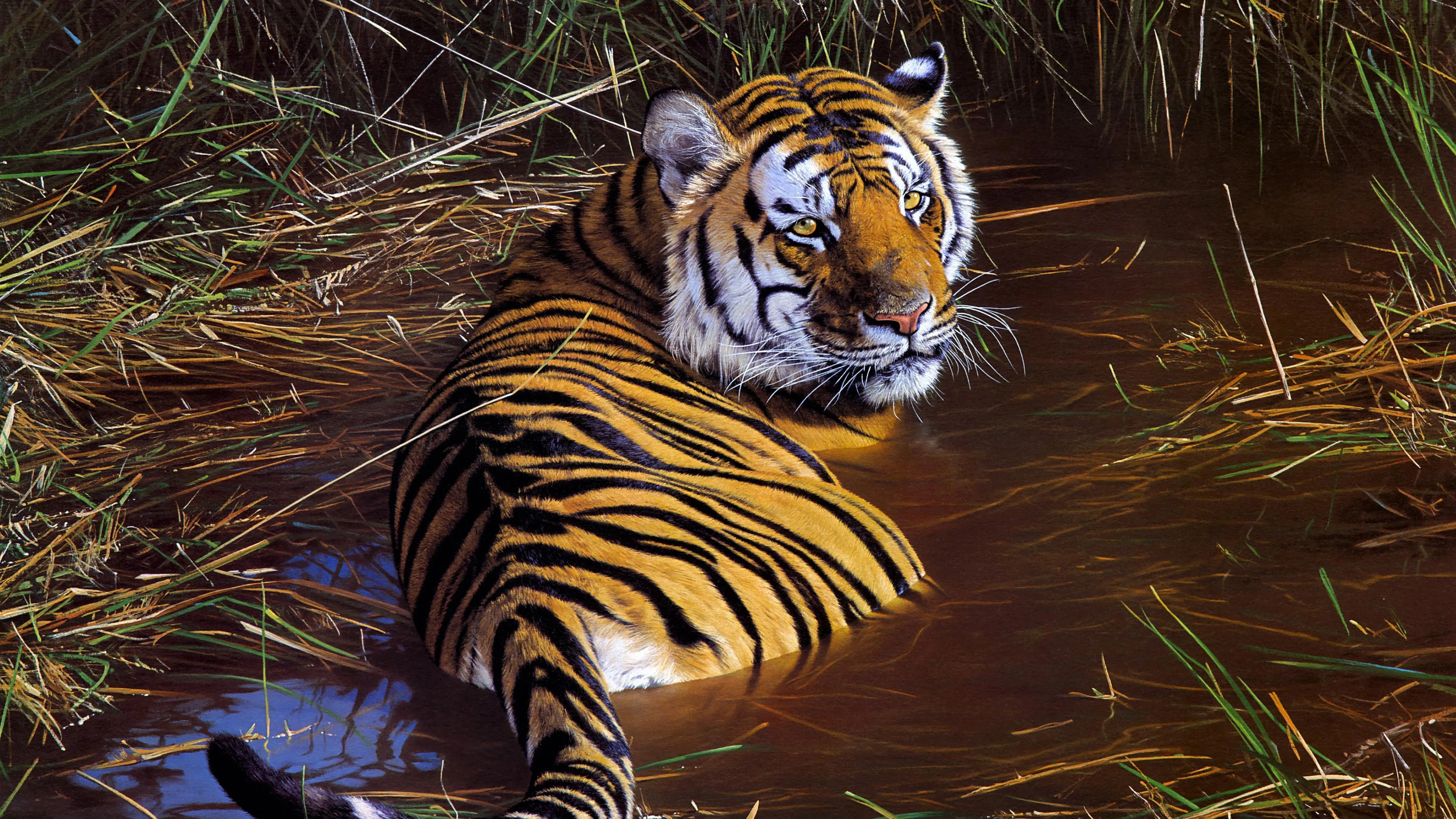 Tiger Lying in Forest with Dramatic Light and Shadows