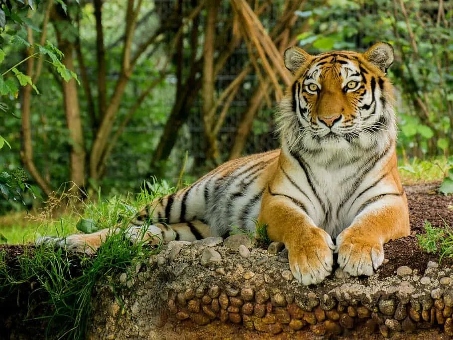 Tiger resting in green grass surrounded by plants Wallpaper