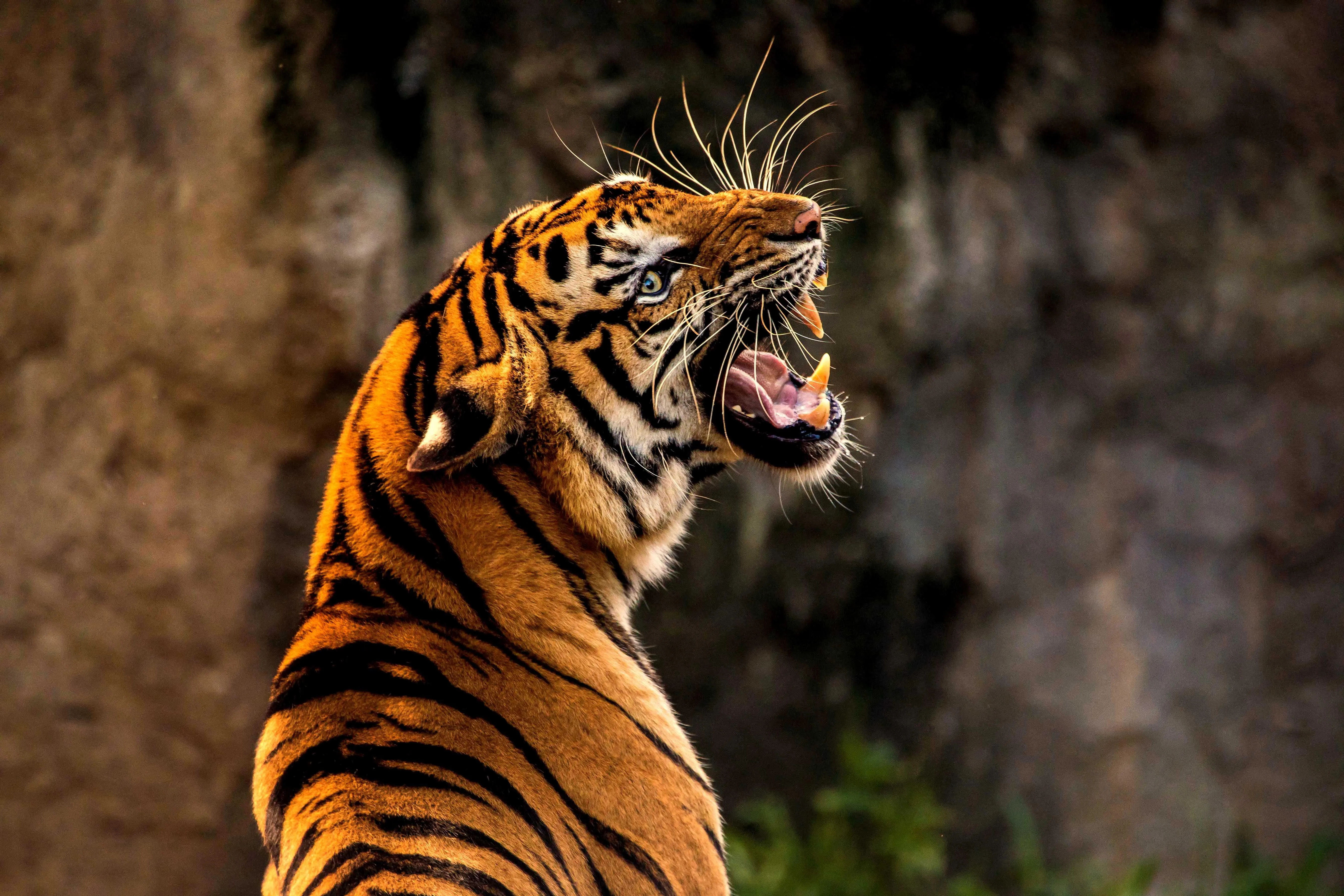 Tiger Resting on Rock with Dramatic Shadows and Light