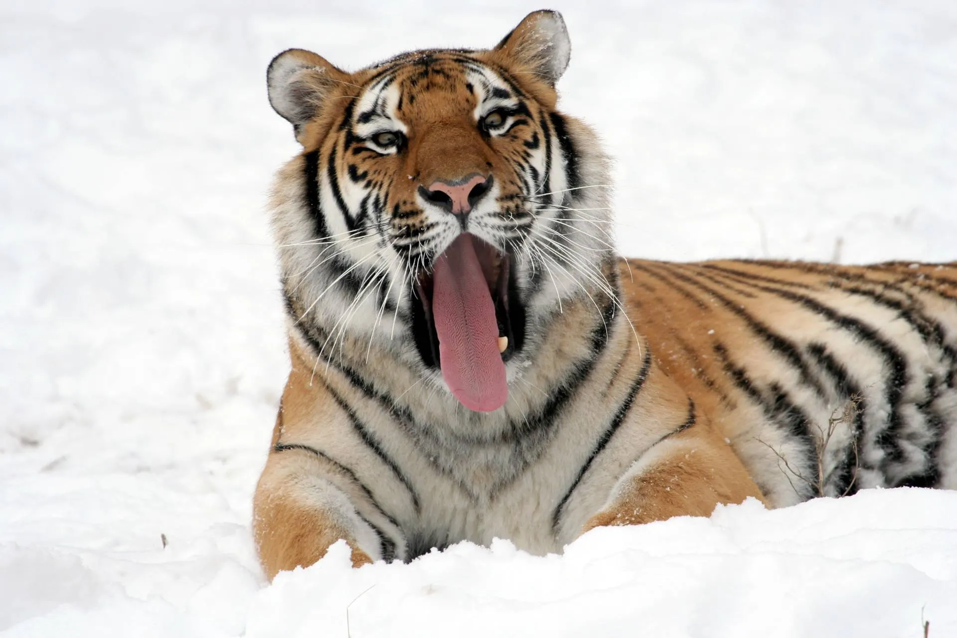 Tiger Roaring Fiercely in a Grassy Open Field Wallpaper