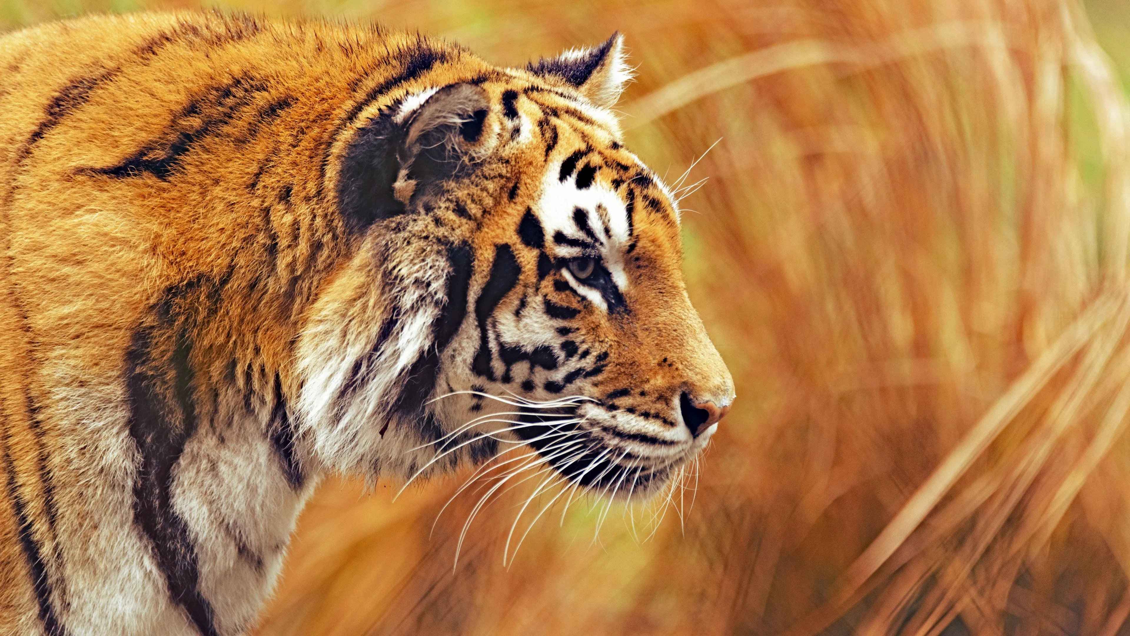 Tiger Roaring Fiercely with Wild Forest Background