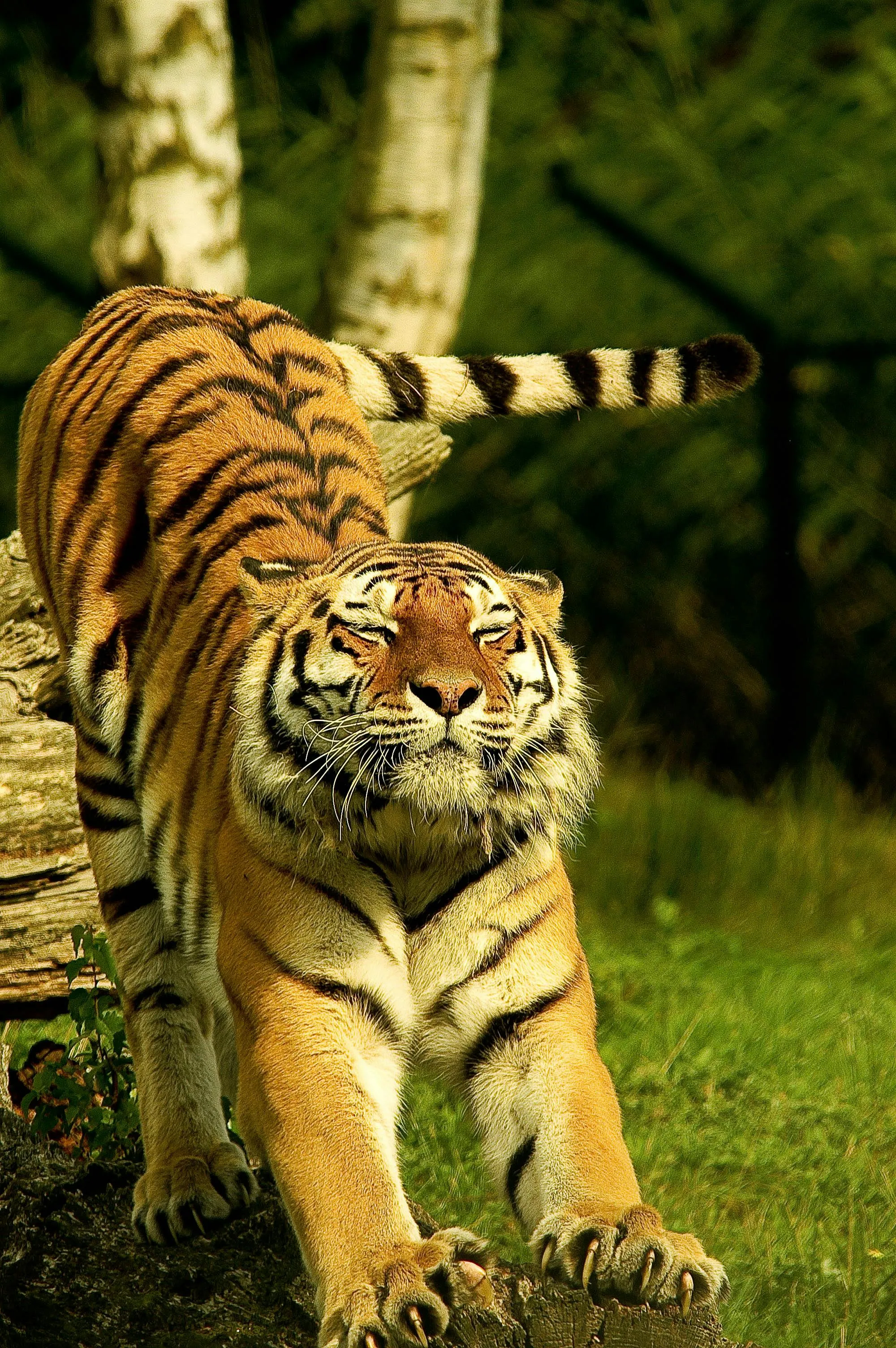 Tiger Walking through Dense Jungle with Focused Eyes
