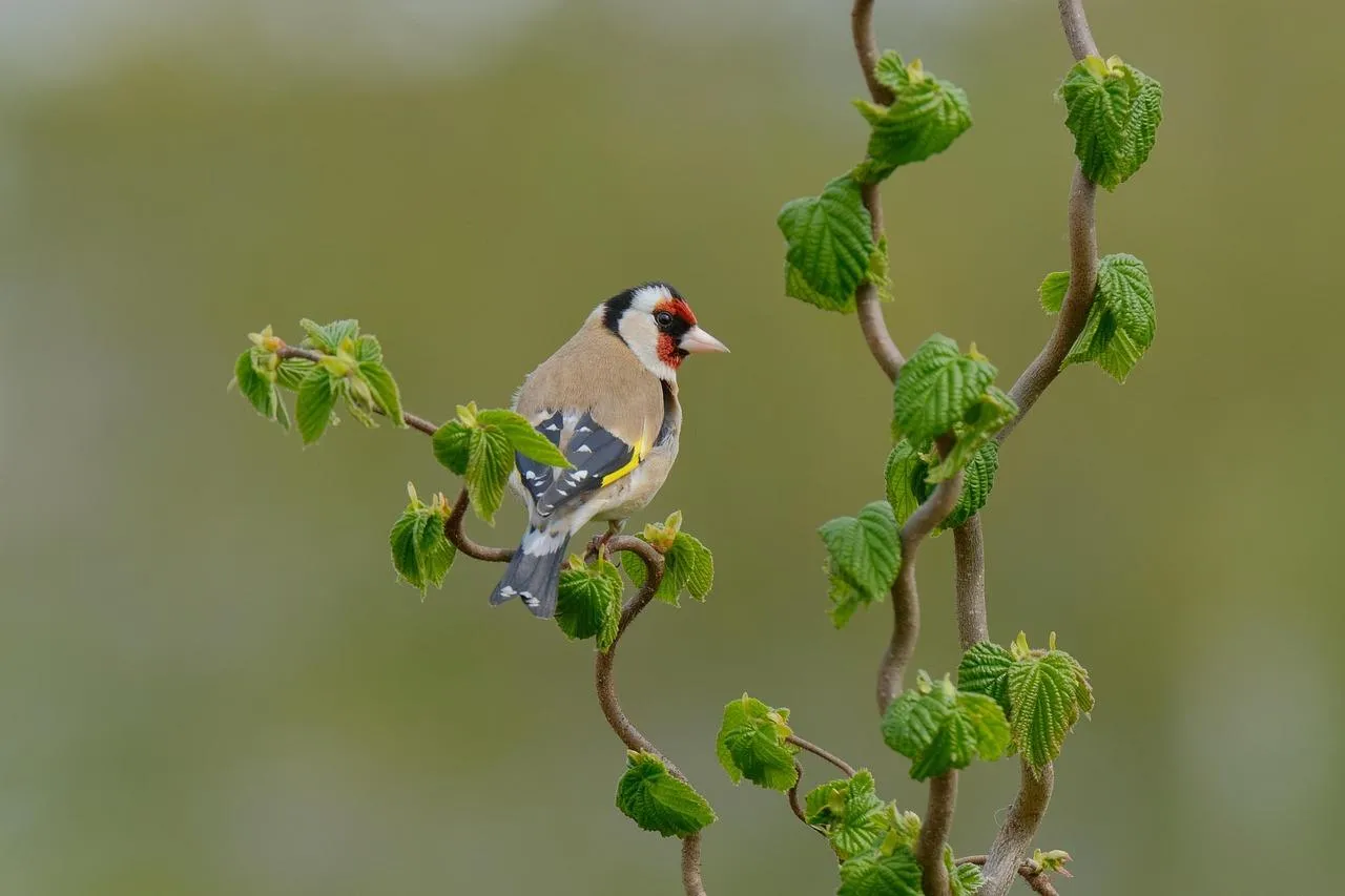 Tiny bird flying near a fresh green twig Wallpaper