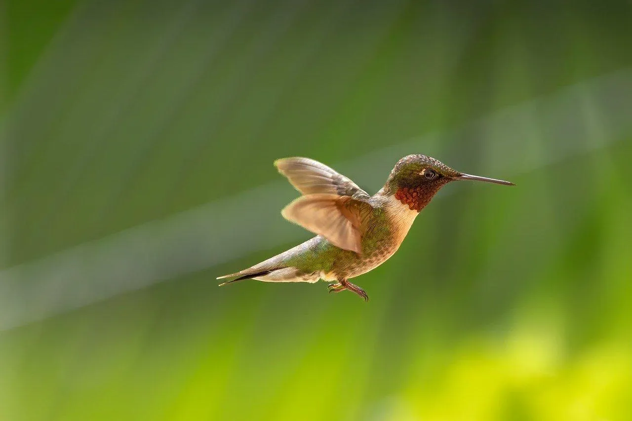 Tiny Bird in Flight Against a Blurred Green Background