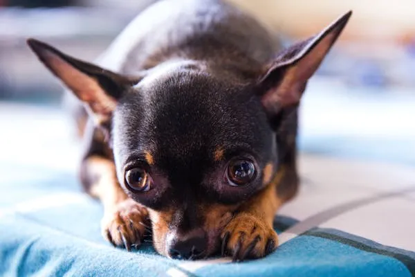 Tiny Black and Brown Dog Resting Head on Blue Cushion Hd