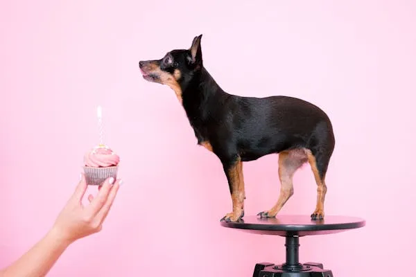 Tiny Black Dog Standing on Stool with Birthday Candle