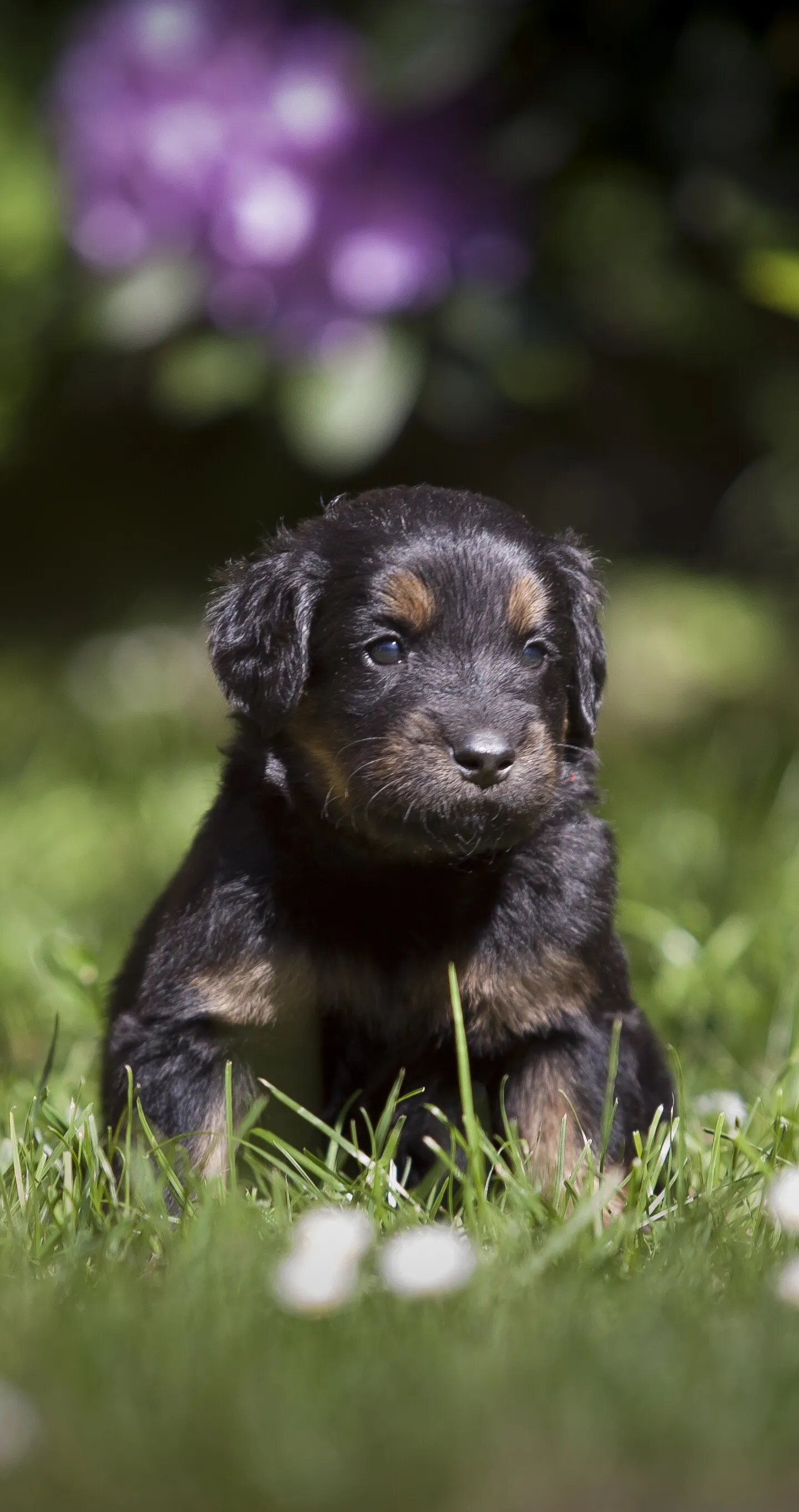 Tiny Black Puppy Sitting on Grass with Purple Flowers Behind