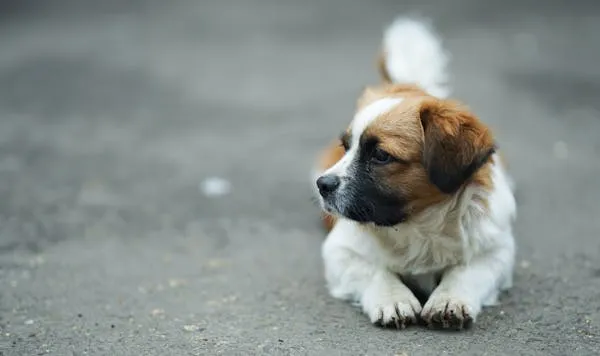 Tiny Brown and White Puppy Lying on the Road Alone Wallpaper