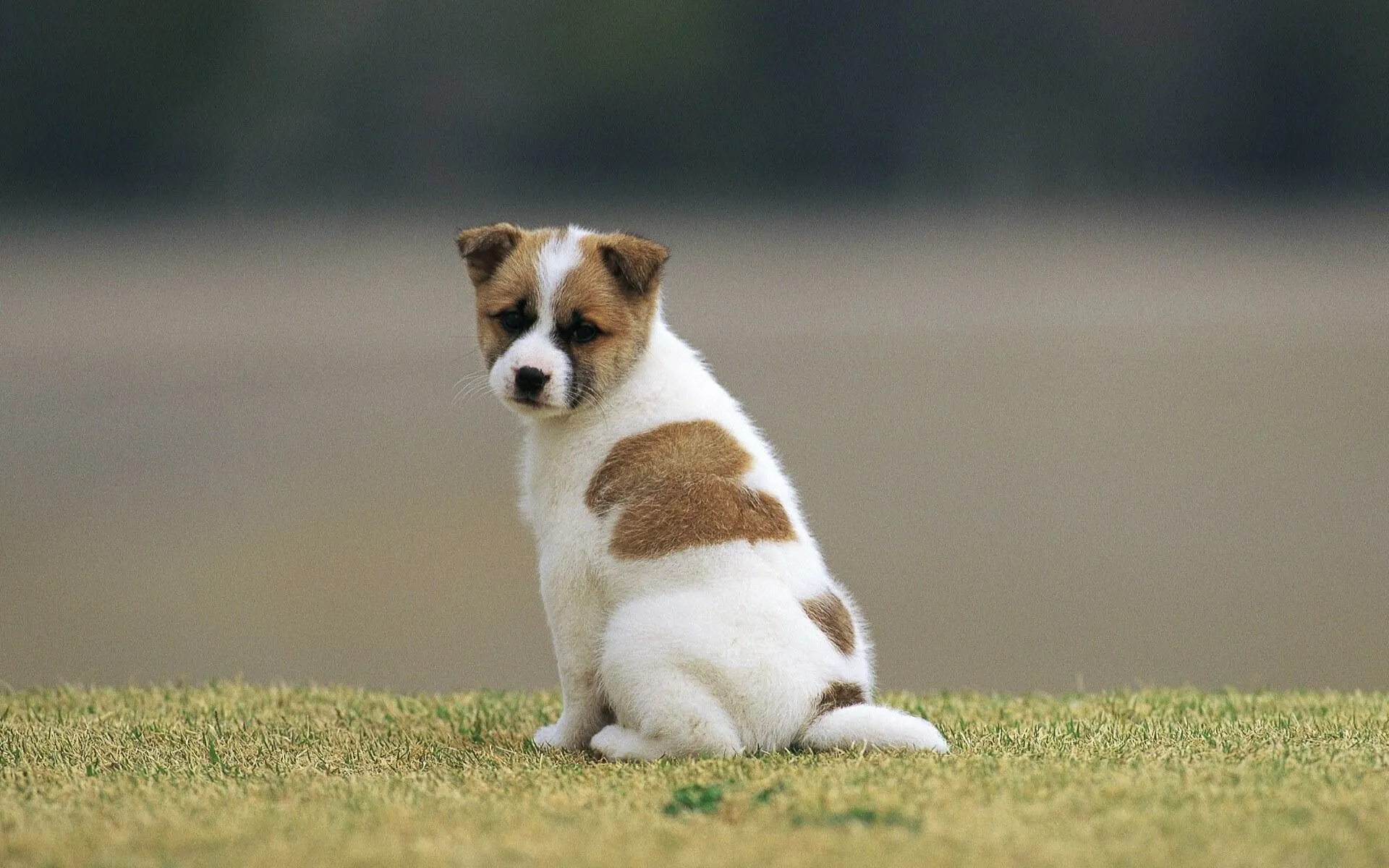Tiny Brown and White Puppy Standing Alone Free Wallpaper