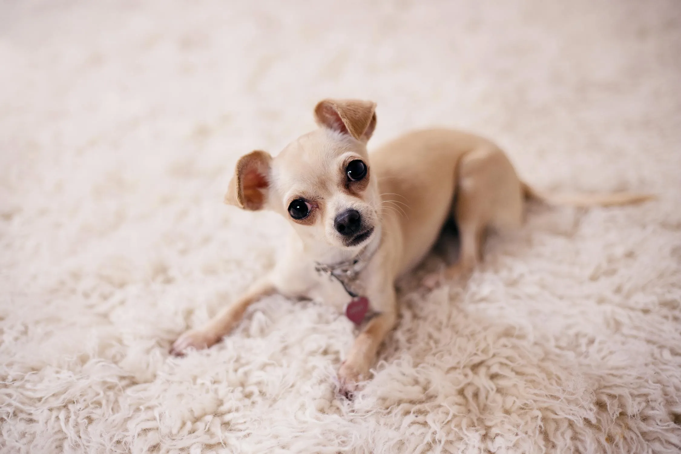 Tiny Chihuahua Puppy Lying on Soft Cream Carpet Wallpaper
