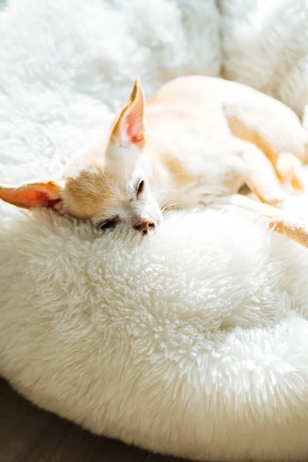 Tiny Dog Resting on Fluffy White Pet Bed at Home Wallpaper