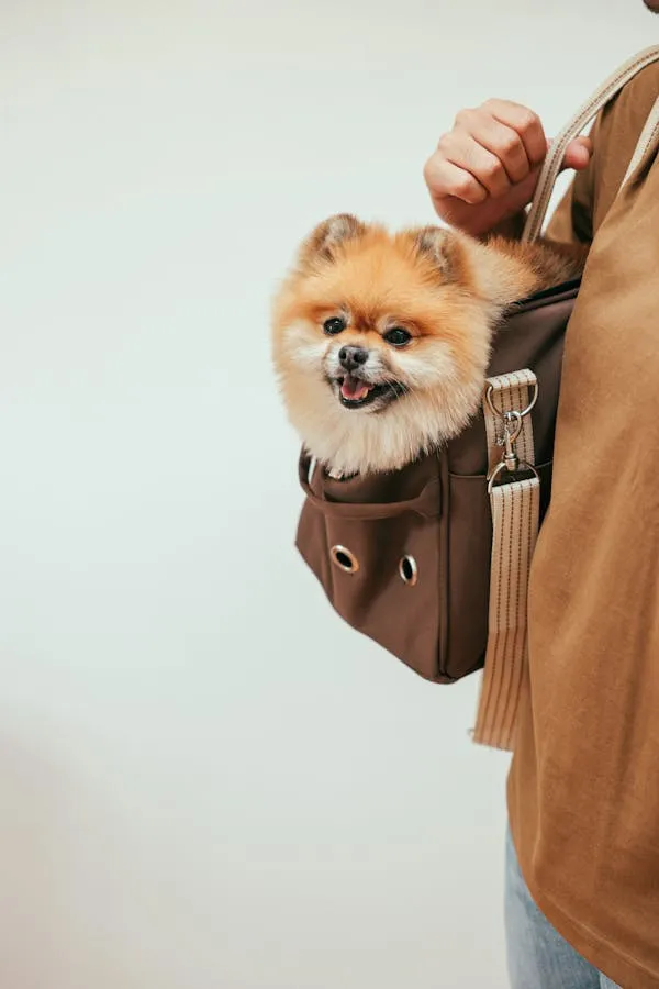 Tiny Fluffy Dog Sitting Inside a Person Brown Shoulder Bag