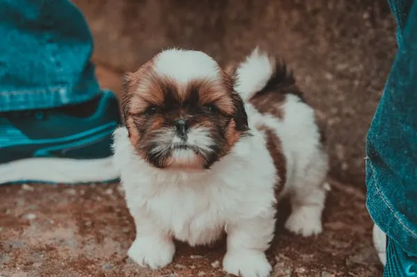 Tiny Fluffy Puppy Standing Near To the Person Legs Image