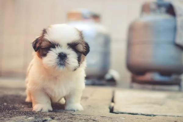 Tiny Fluffy Puppy Standing Outside Near Gas Cylinders