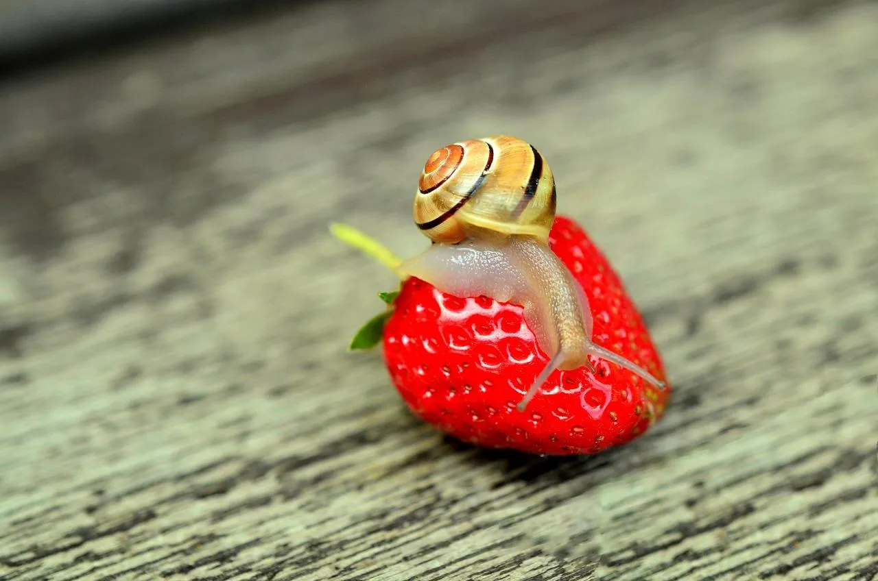 Tiny Frog Sitting on Red Strawberry in Forest Wallpaper