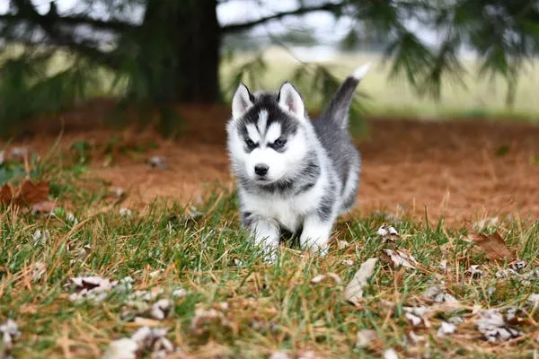 Tiny Husky Puppy Walking on Grass with Pine Trees Behind