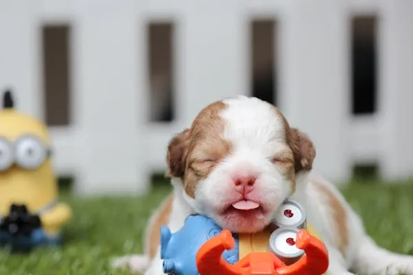 Tiny New Born Puppy Lying Next To Colourful Toys on Grass