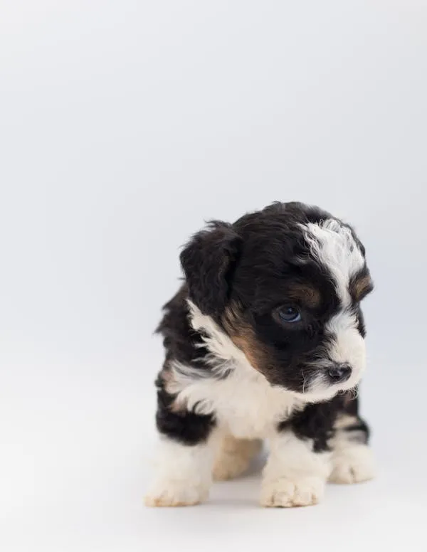 Tiny Puppy Looking Shy While Standing on a White Floor Image