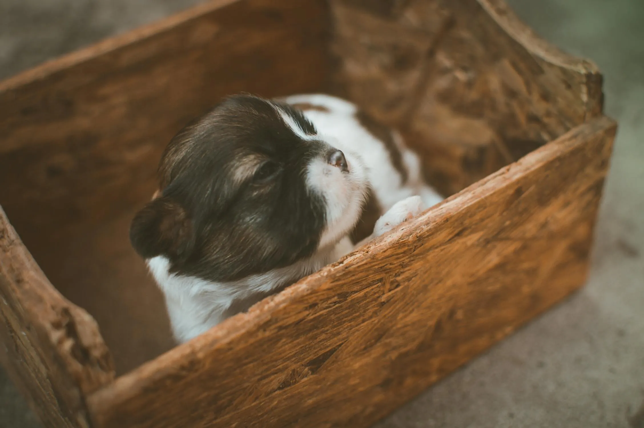 Tiny Puppy Resting Inside a Rustic Wooden Box Wallpaper