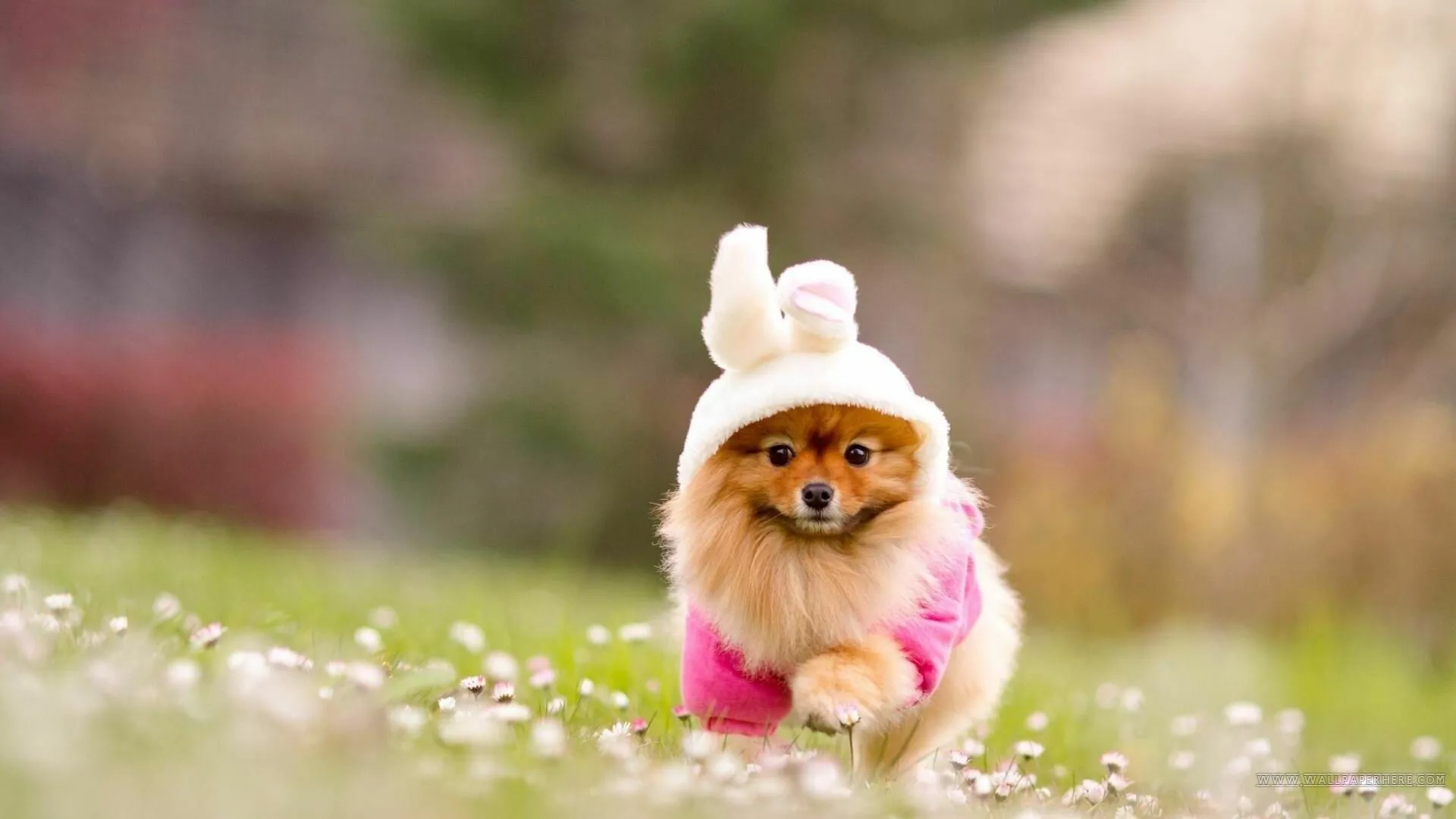 Tiny Puppy Running Joyfully in Bunny Costume Outside Image