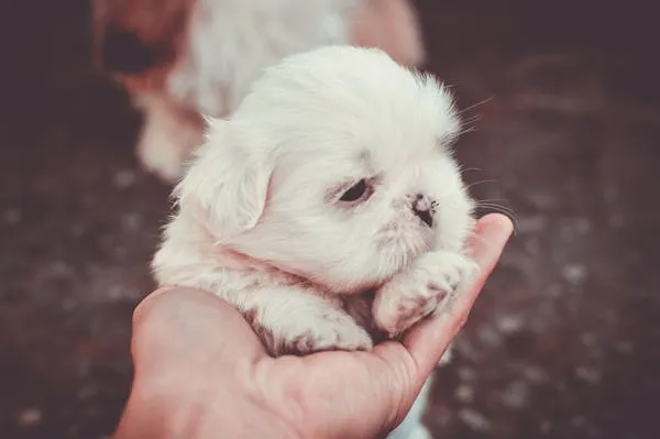 Tiny White Puppy Is Resting in a Persons Gentle Hand Image