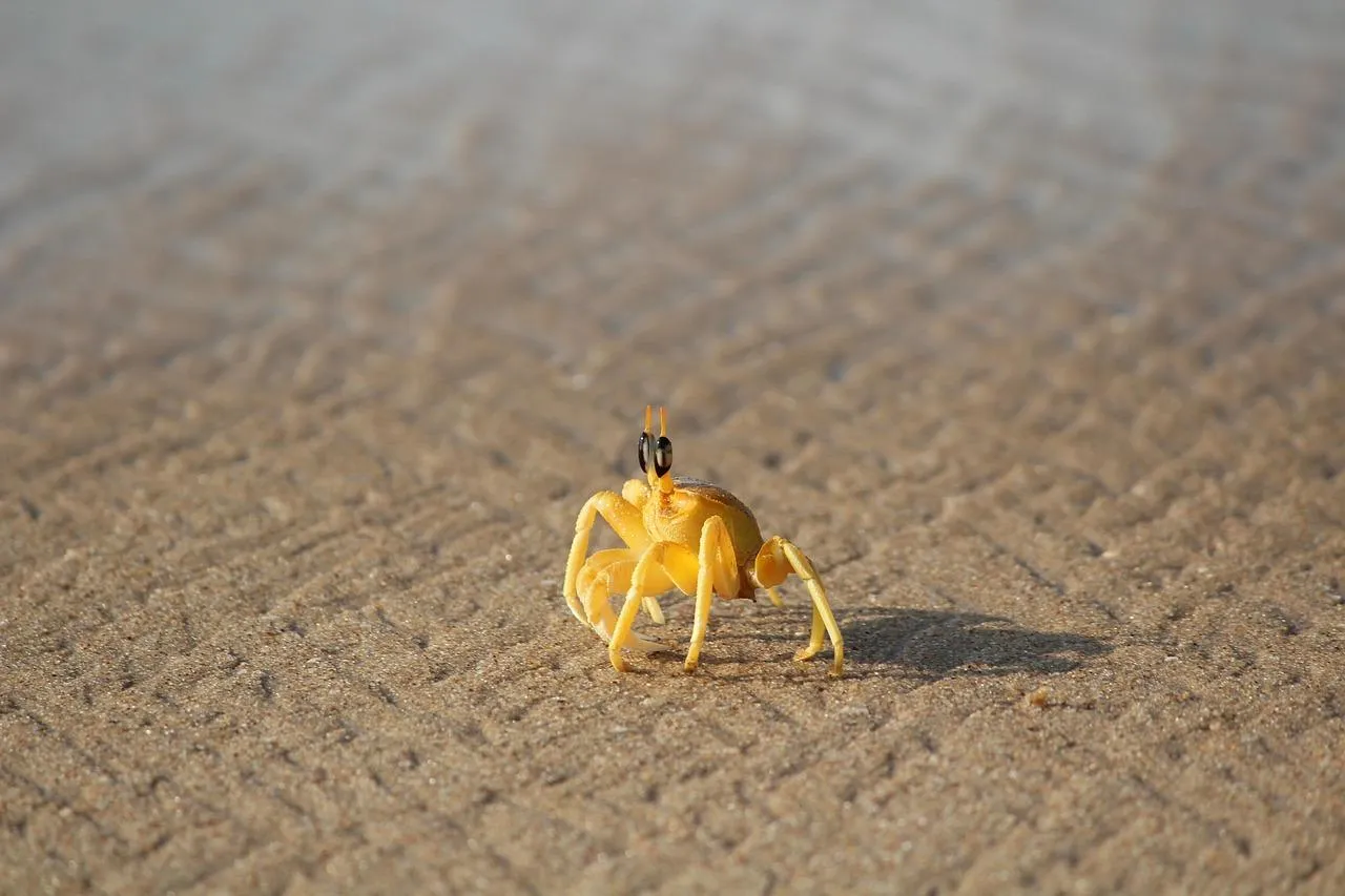 Tiny Yellow Insect Walking on Sandy Surface Wallpaper