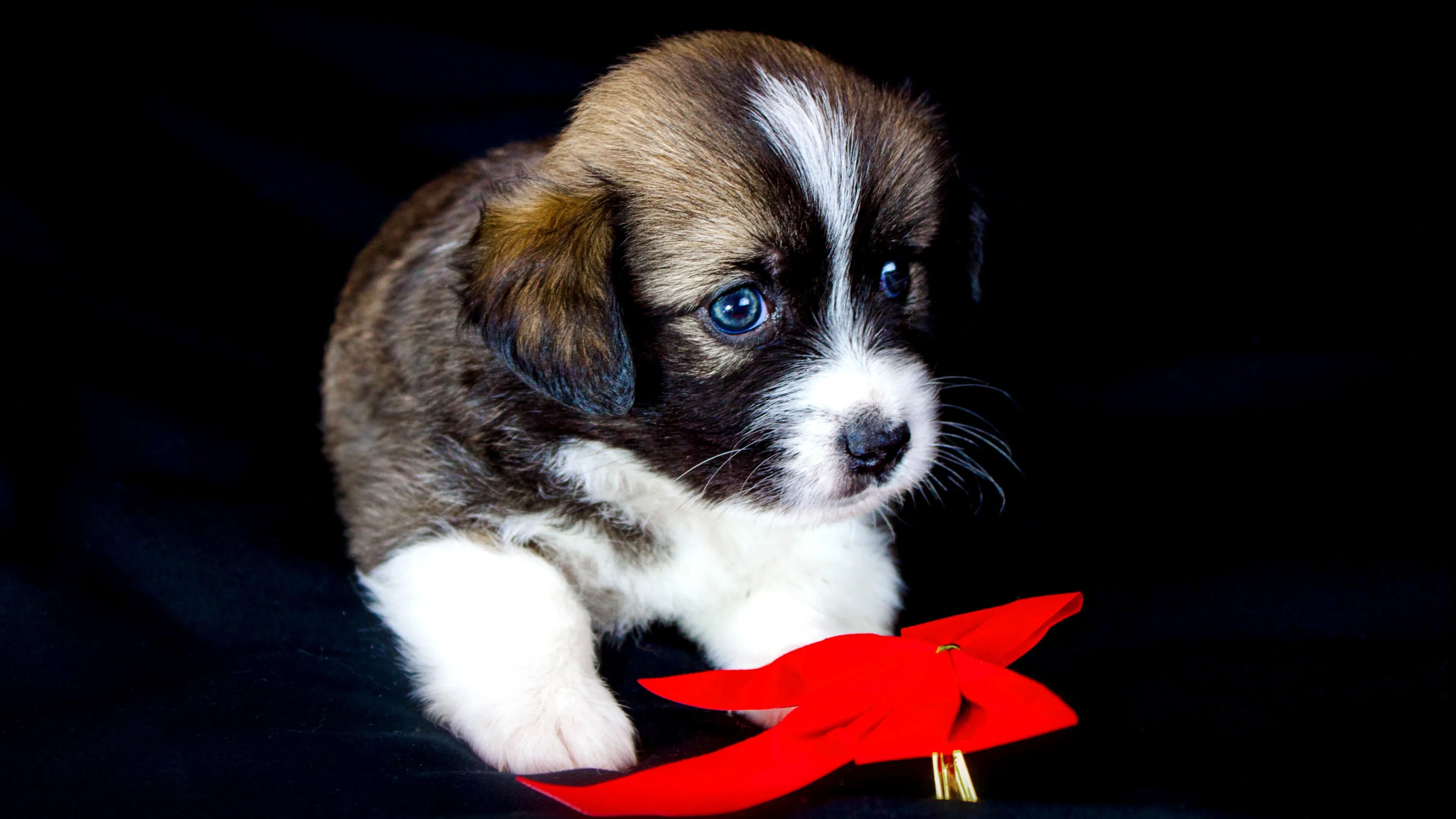 Tri Coloured Puppy Playing with a Bright Red Ribbon Toy