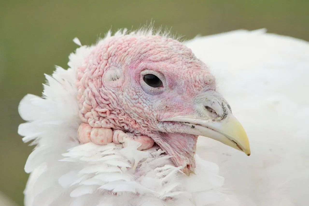 Turkey closeup showing head and feathers in detail